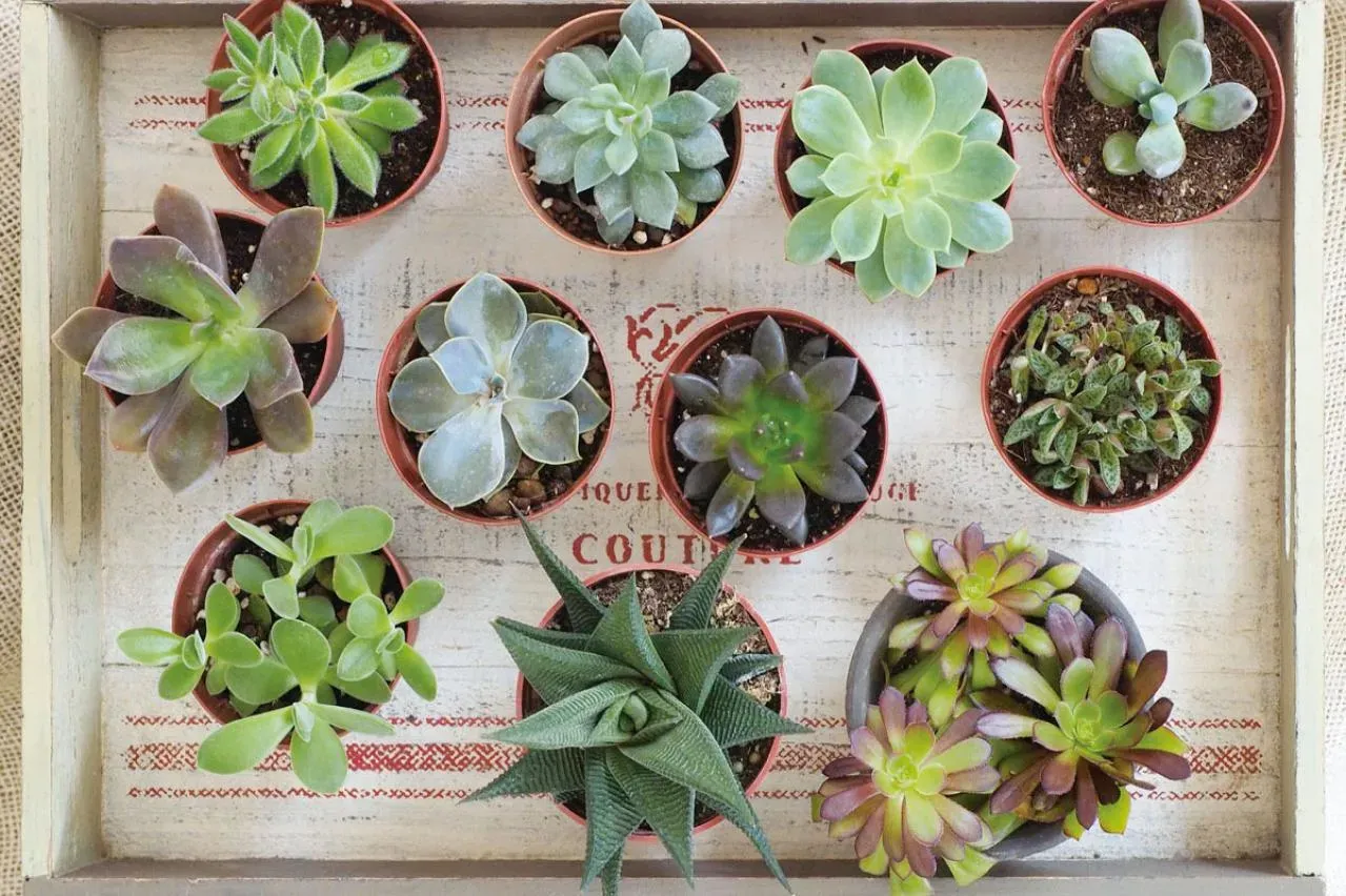 排水穴、多肉植物の命綱
