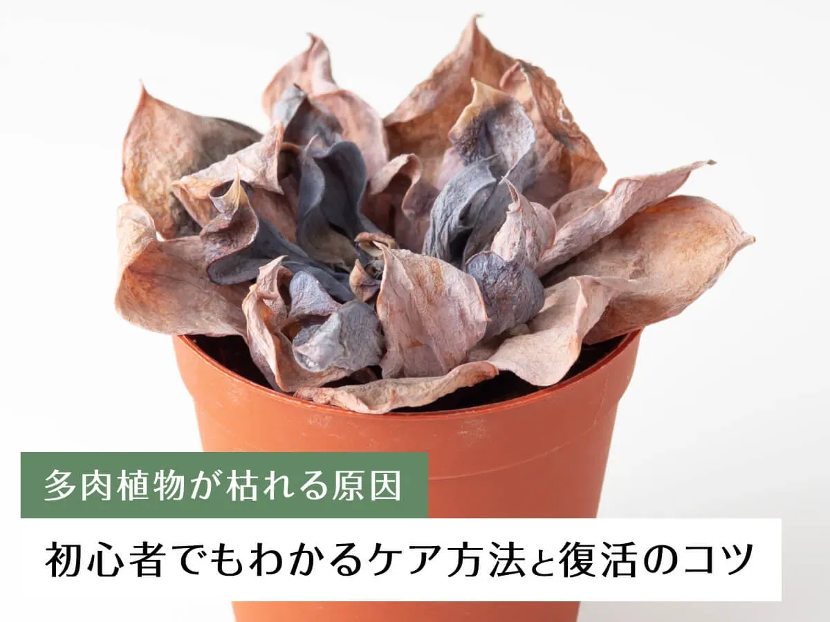 日当たりと風通し 多肉植物が枯れる意外な落とし穴