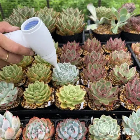 水やりだけじゃない！多肉植物の夏越し対策