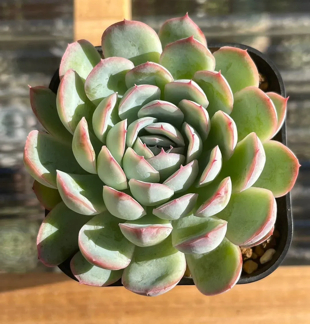 水やりと土。多肉植物を肉厚にするにはここが肝心