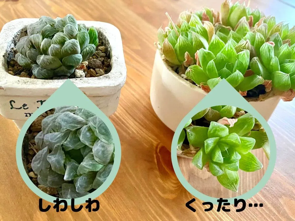 生育型で全然違う！多肉植物 冬場 水やりの基本ルール