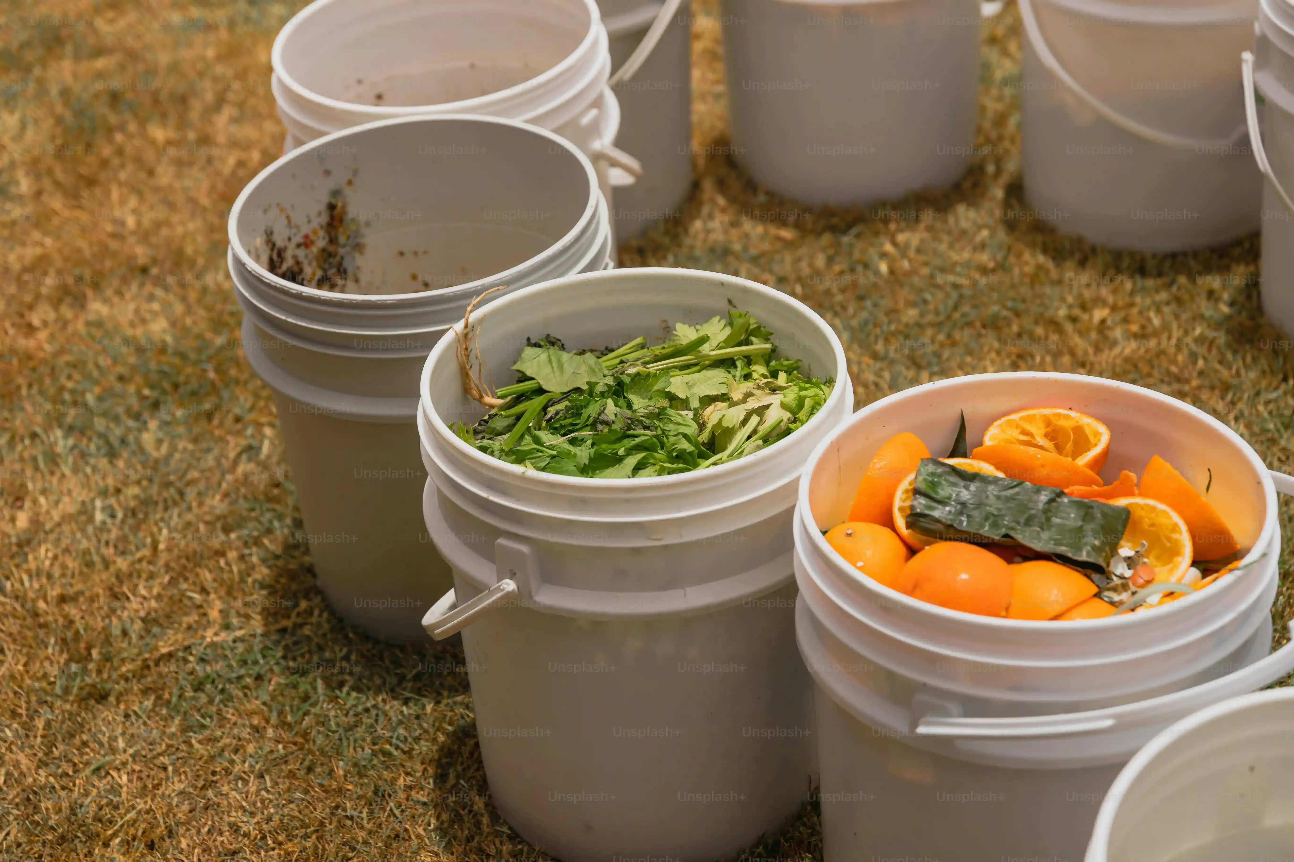 空き缶で育てる多肉植物のお手入れ方法