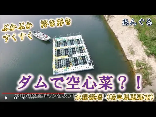置き場所と水やり：ダム 育て方の重要ポイント