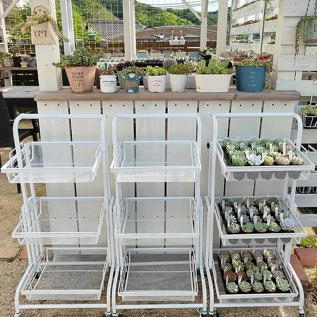 自分にぴったりの多肉植物 ワゴンを見つけよう
