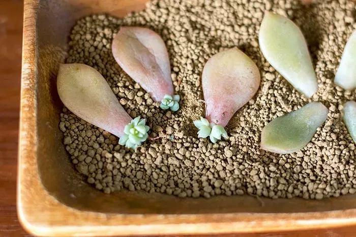 葉挿しからの成長：発根・発芽のサイン