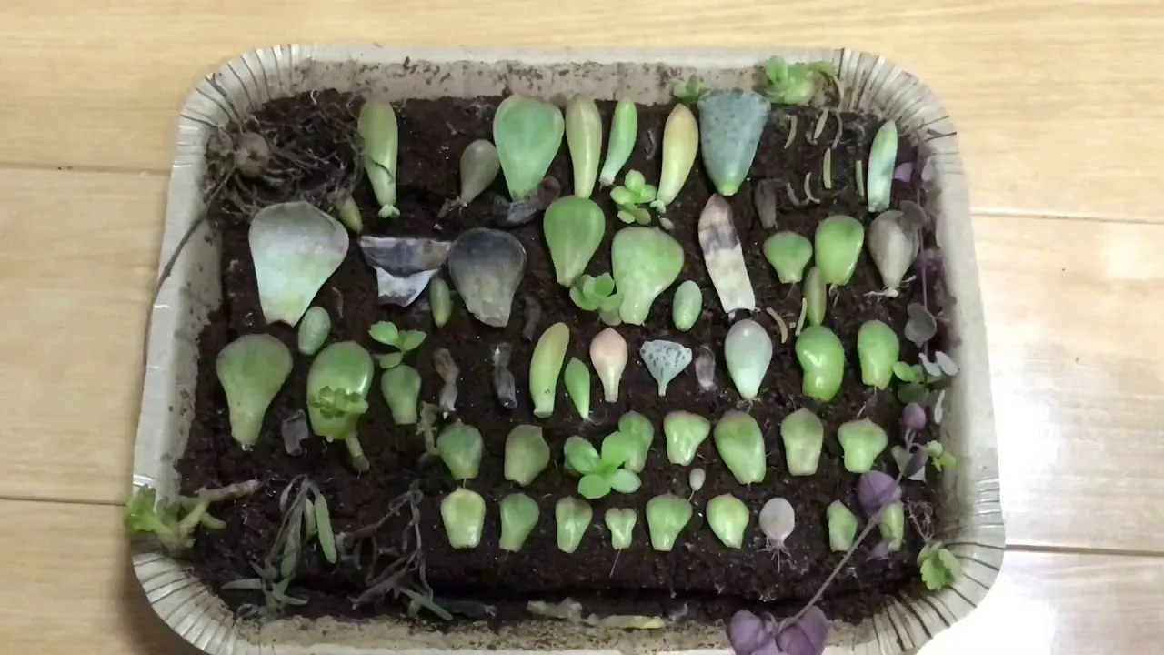 葉挿しから育った多肉植物の植え替えタイミング