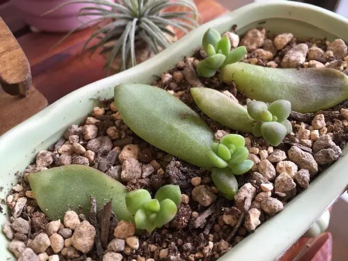 葉挿しで多肉植物を増やしてみよう！