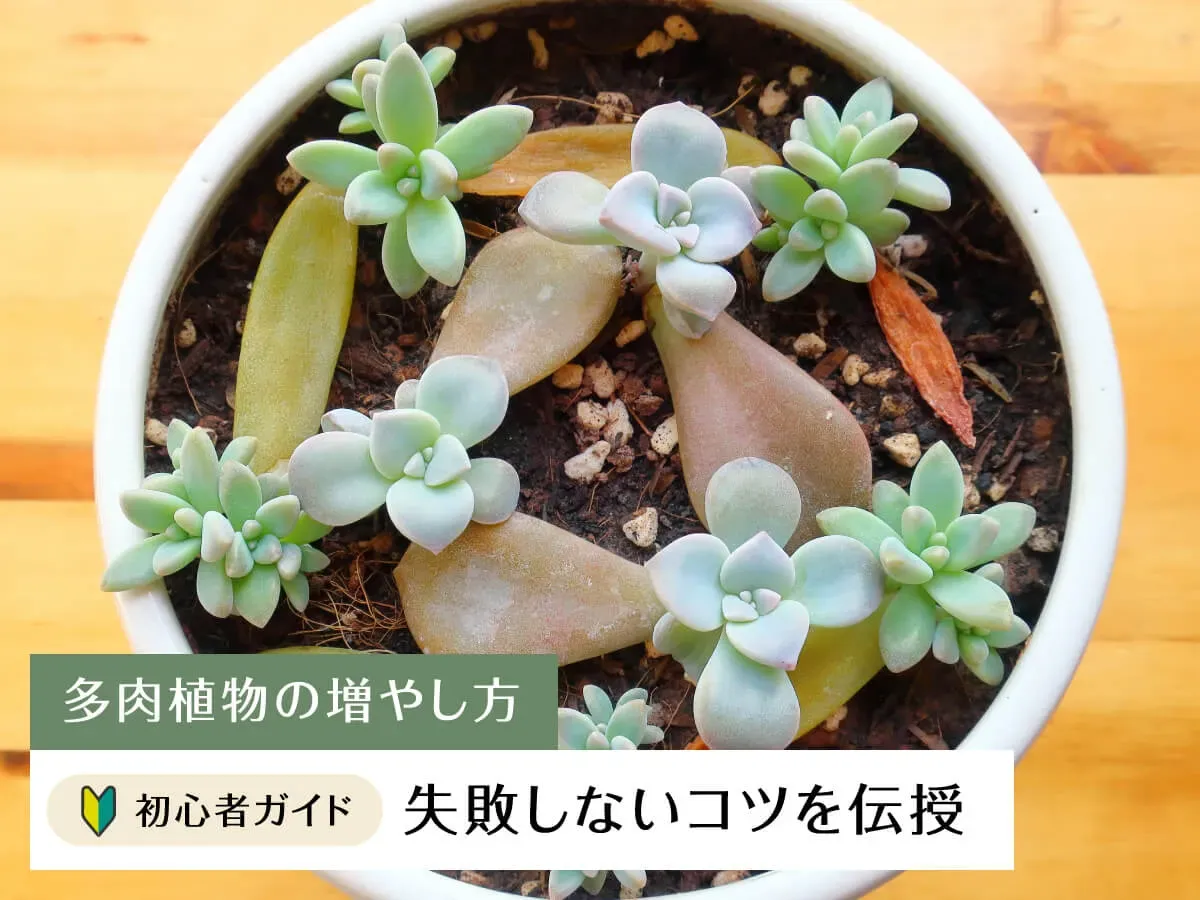 葉挿しで多肉植物を増やすコツ