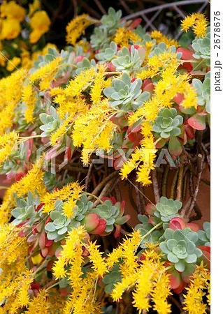 黄色い花が咲く多肉植物の種類【見頃も紹介】