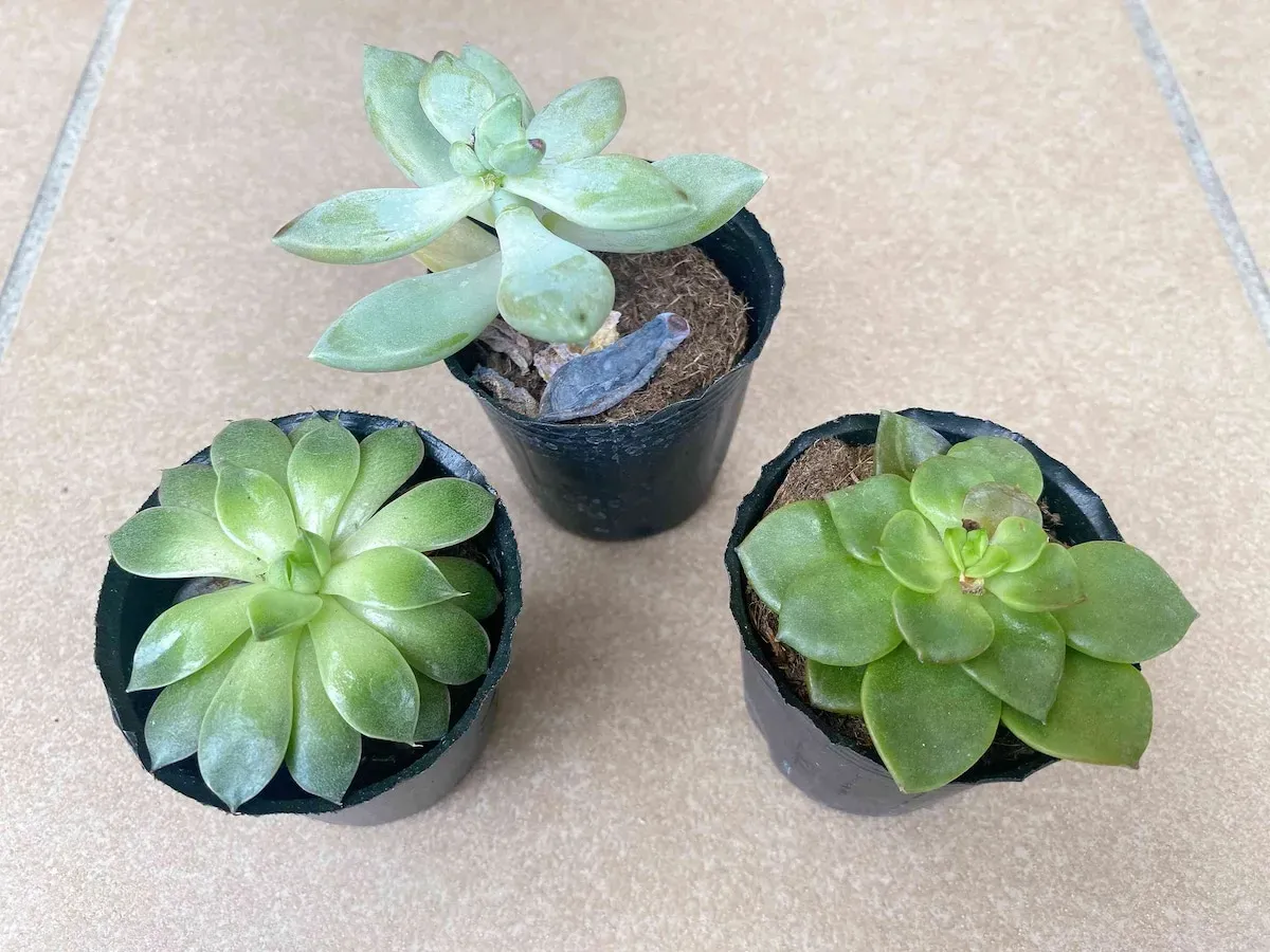 100均 多肉植物 育て方：水やりと置き場所の基本