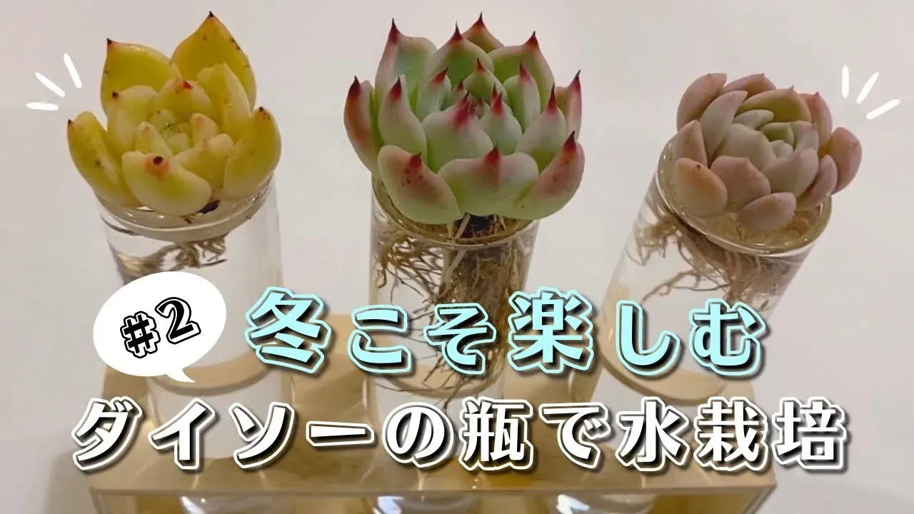 100均で見つける！失敗しない多肉植物の選び方
