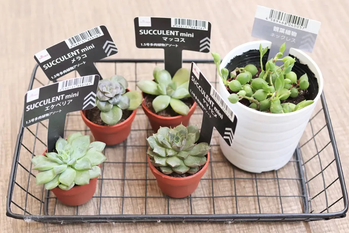100均グッズで始める多肉植物の植え替えと土選び