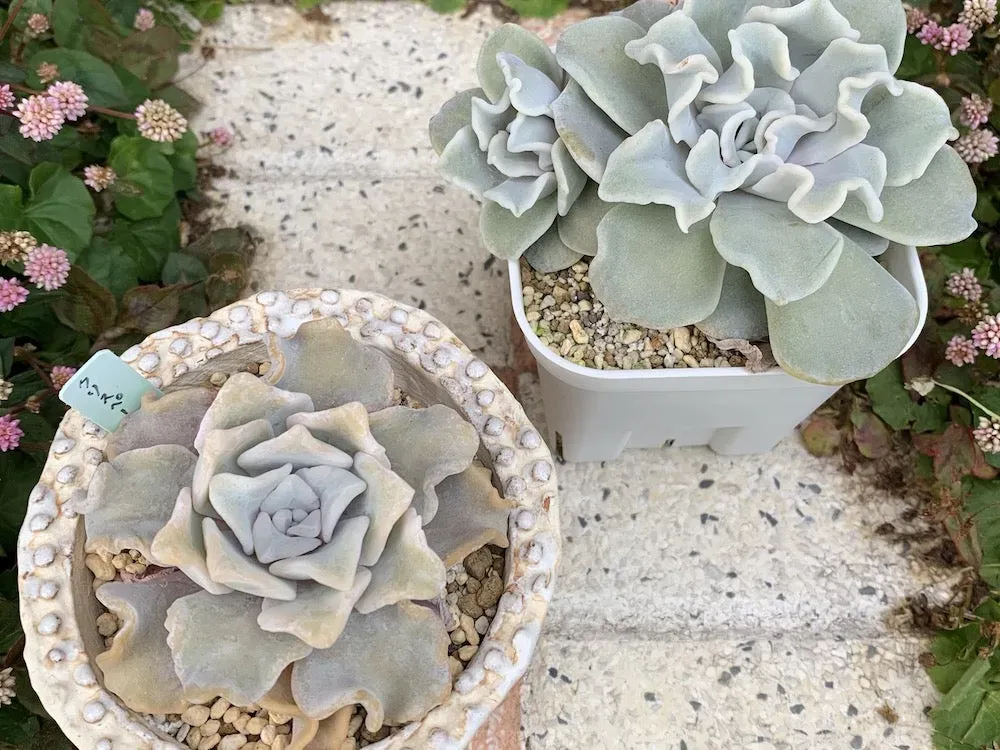 多肉植え替え時期はいつ？種類別の絶対ベストタイミングと失敗しないコツ