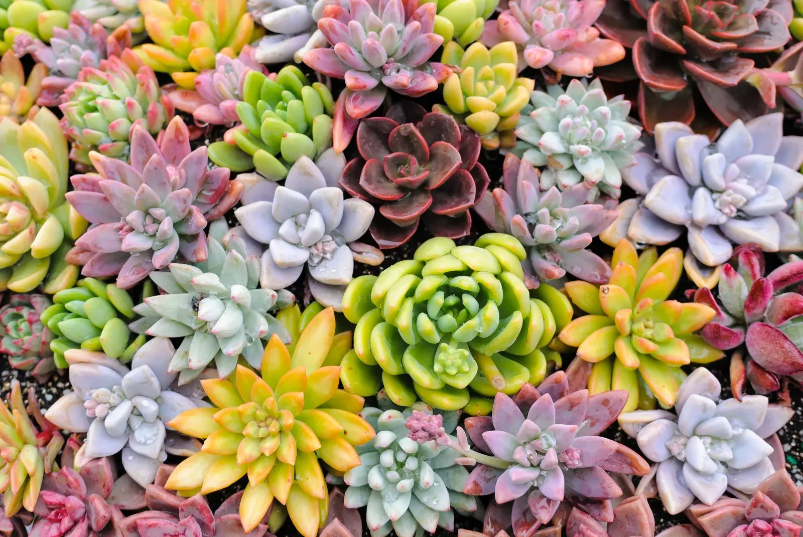 多肉植物の育て方 完全ガイド！初心者でも失敗しないコツ