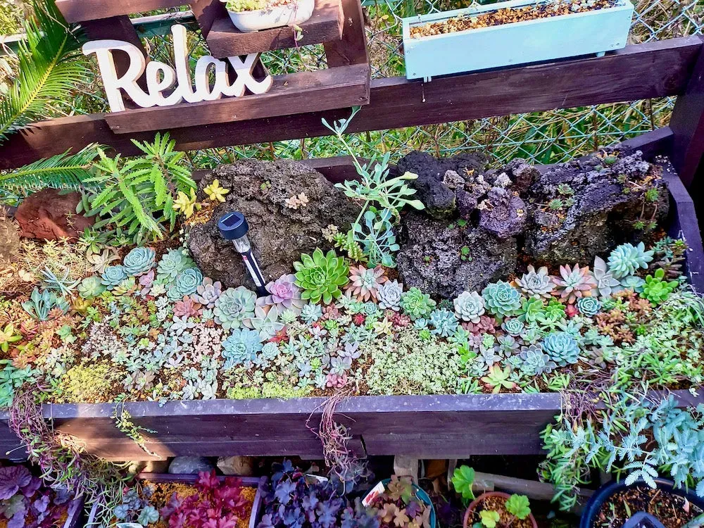 多肉植物を冬に外に放置していいですか？失敗しない冬越しガイド