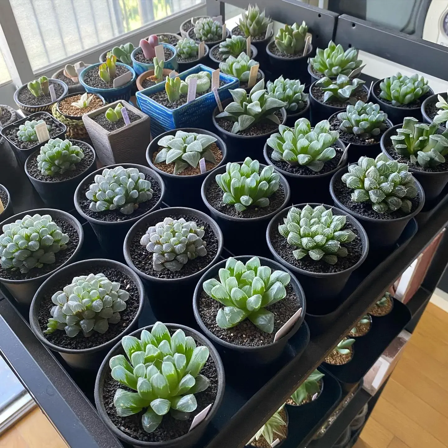 多肉植物を室内で育てるにはどうしたらいいの？ 簡単な秘訣