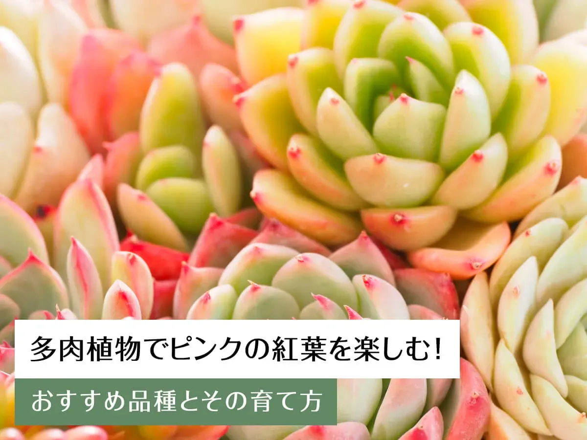 多肉植物を英語で完璧にマスター！海外交流が劇的に変わる驚きの方法とは？