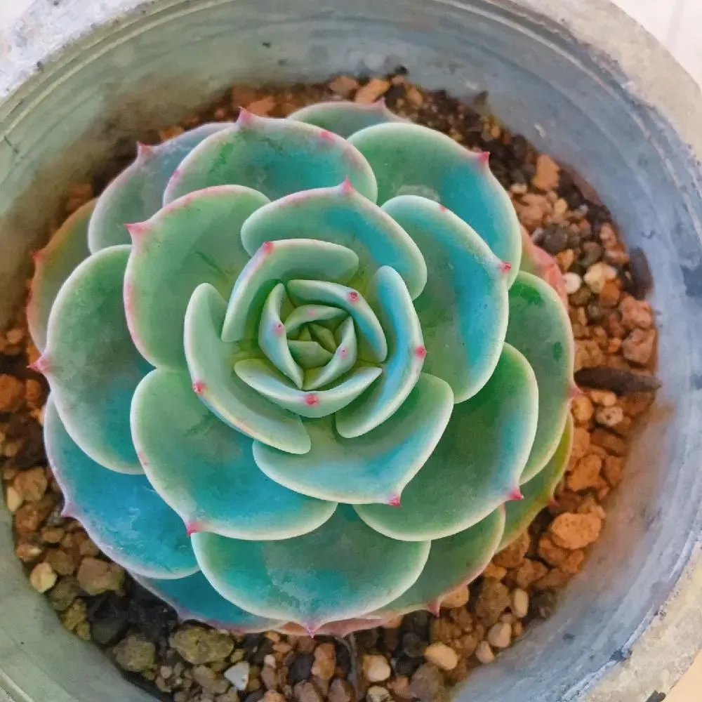 驚くほど簡単！育てやすい多肉植物は？ベストな種類とコツ